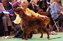 crufts_748