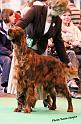 crufts_751