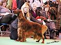 crufts_778