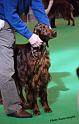 crufts_806