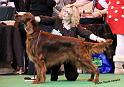 crufts_815