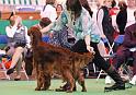 crufts_817