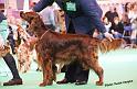 crufts_822