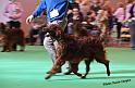 crufts_834