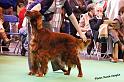 crufts_858