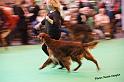 crufts_874