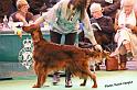 crufts_879