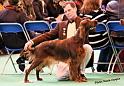 crufts_888