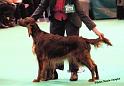 crufts_891