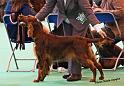 crufts_893