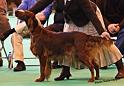 crufts_894