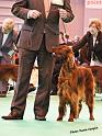 crufts_904