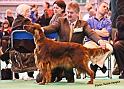 crufts_907