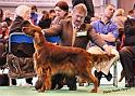 crufts_909