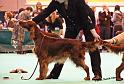 crufts_914