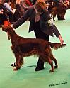 crufts_919