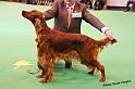 crufts_937