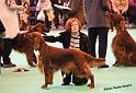 crufts_944