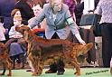 crufts_954