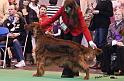 crufts_963