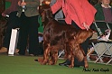 crufts307